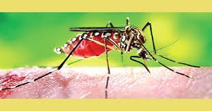 ডেঙ্গুর ভয়ানক রূপ, মৃত্যু ৪০০ ছাড়াল